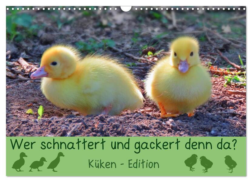 Wer schnattert und gackert denn da? - Küken-Edition (Wandkalender 2026 DIN A3 quer) CALVENDO Monatskalender