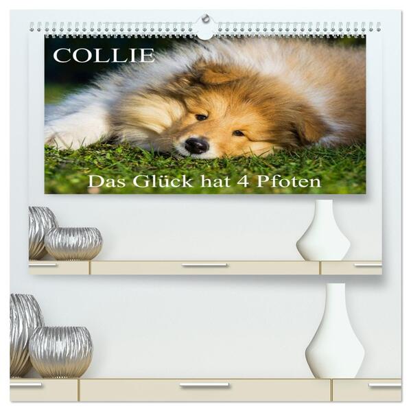 Collie - Das Glück hat 4 Pfoten (hochwertiger Premium Wandkalender 2026 DIN A2 quer) Kunstdruck in Hochglanz