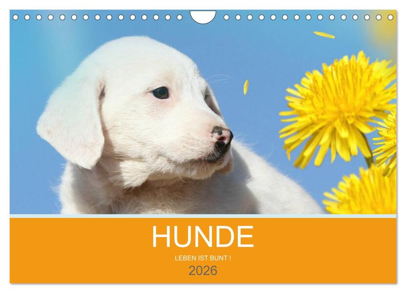 HUNDE LEBEN IST BUNT (Wandkalender 2026 DIN A4 quer) CALVENDO Monatskalender