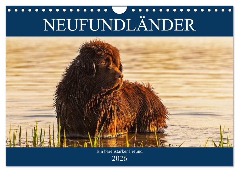 Neufundländer - Ein bärenstarker Freund (Wandkalender 2026 DIN A4 quer) CALVENDO Monatskalender