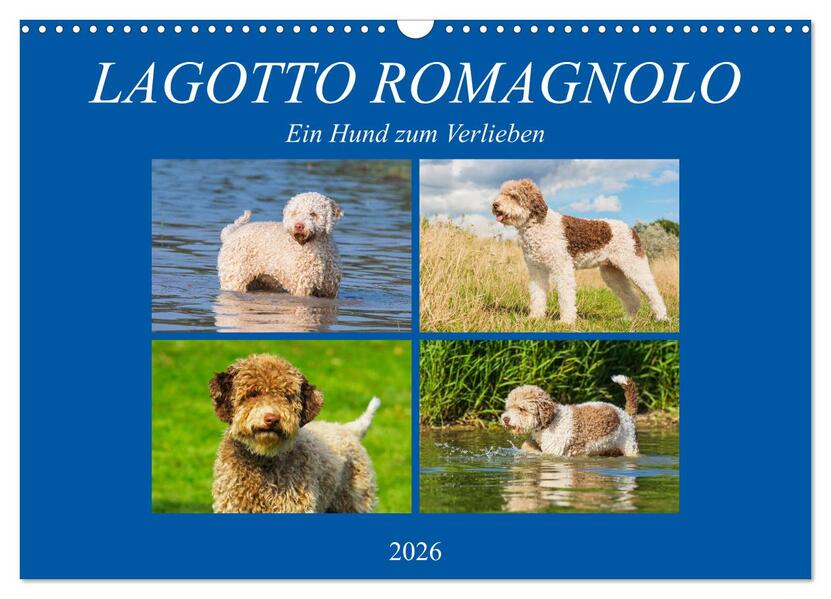 Lagotto Romagnolo - Ein Hund zum Verlieben (Wandkalender 2026 DIN A3 quer) CALVENDO Monatskalender