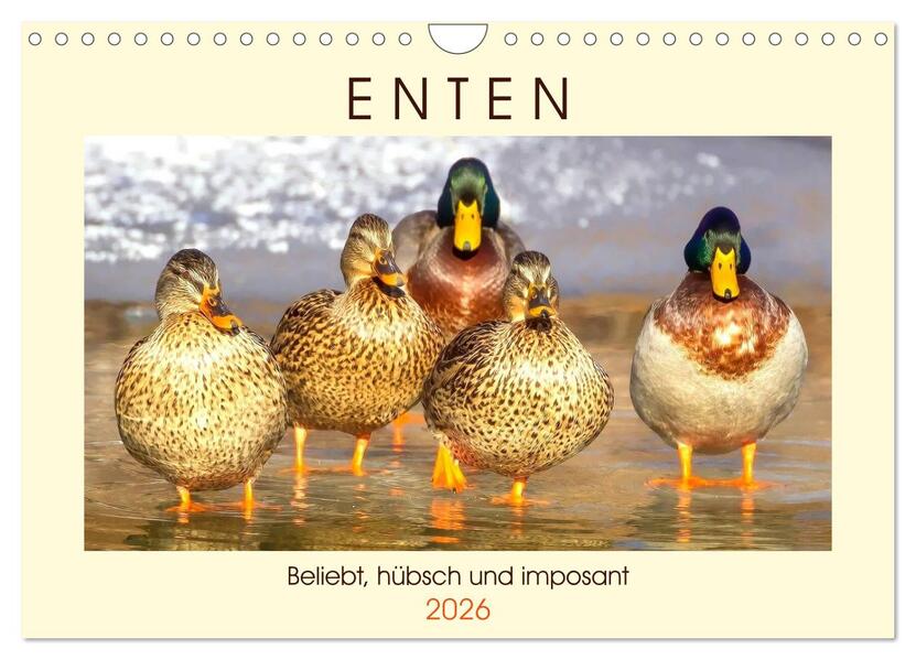 Enten. Beliebt hübsch und imposant (Wandkalender 2026 DIN A4 quer) CALVENDO Monatskalender