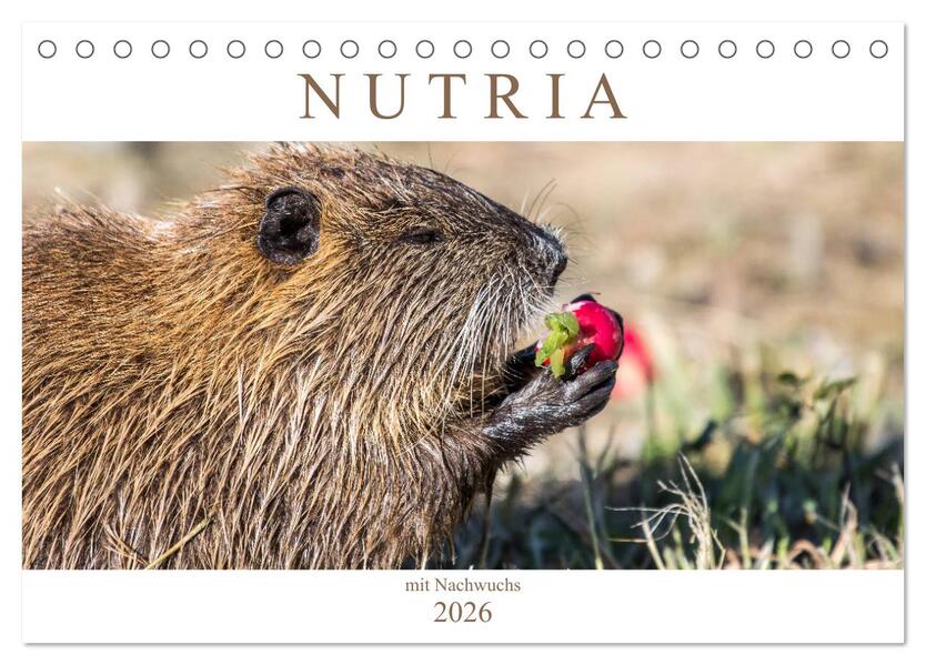 NUTRIA mit Nachwuchs (Tischkalender 2026 DIN A5 quer) CALVENDO Monatskalender