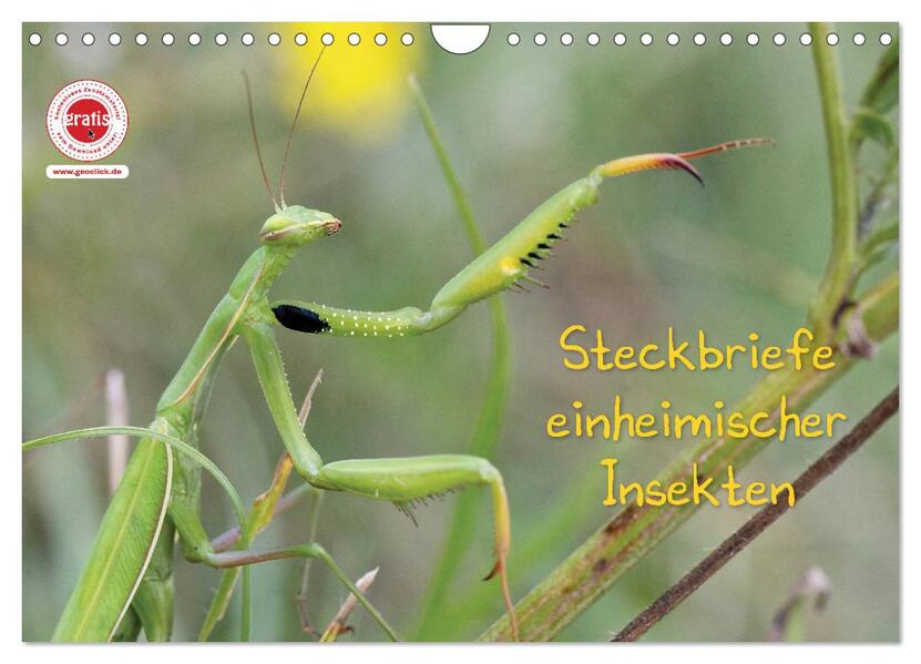 GEOclick Lernkalender: Insekten (Wandkalender 2026 DIN A4 quer) CALVENDO Monatskalender