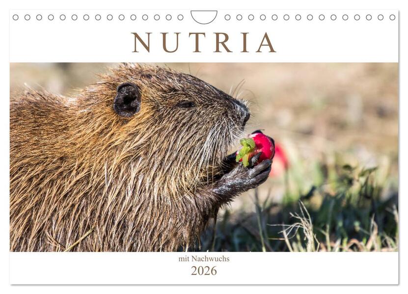 NUTRIA mit Nachwuchs (Wandkalender 2026 DIN A4 quer) CALVENDO Monatskalender