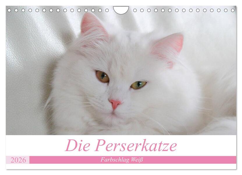 Die Perserkatze - Farbschlag Weiß (Wandkalender 2026 DIN A4 quer) CALVENDO Monatskalender