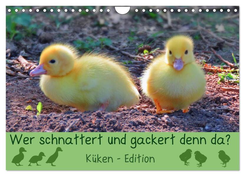 Wer schnattert und gackert denn da? - Küken-Edition (Wandkalender 2026 DIN A4 quer) CALVENDO Monatskalender