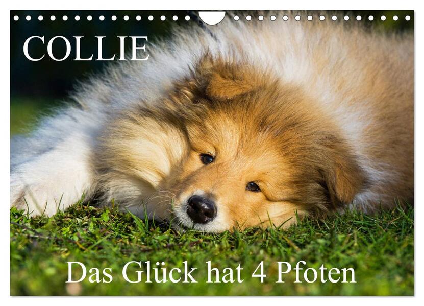 Collie - Das Glück hat 4 Pfoten (Wandkalender 2026 DIN A4 quer) CALVENDO Monatskalender