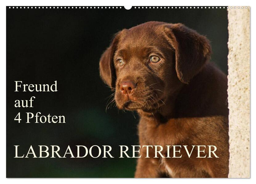Freund auf 4 Pfoten - Labrador Retriever (Wandkalender 2026 DIN A2 quer) CALVENDO Monatskalender