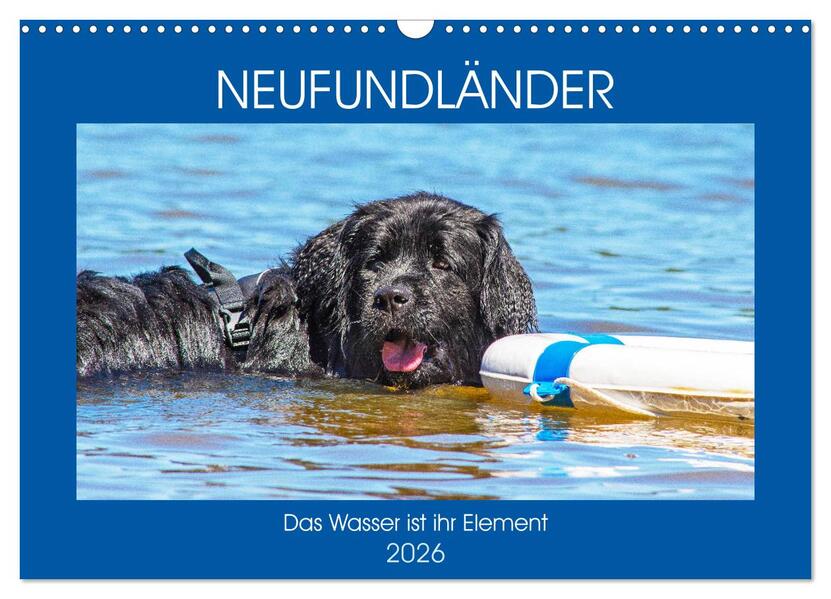 Neufundländer - Das Wasser ist ihr Element (Wandkalender 2026 DIN A3 quer) CALVENDO Monatskalender
