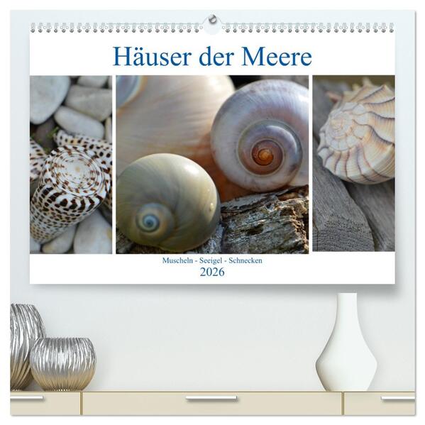 Häuser der Meere: Muscheln - Seeigel - Schnecken (hochwertiger Premium Wandkalender 2026 DIN A2 quer) Kunstdruck in Hochglanz