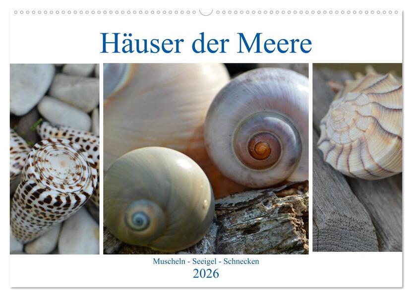 Häuser der Meere: Muscheln - Seeigel - Schnecken (Wandkalender 2026 DIN A2 quer) CALVENDO Monatskalender