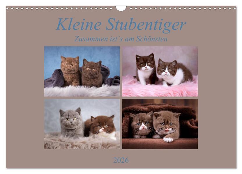 Kleine Stubenstiger (Wandkalender 2026 DIN A3 quer) CALVENDO Monatskalender