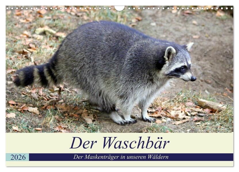 Der Waschbär - Der Maskenträger in unseren Wäldern (Wandkalender 2026 DIN A3 quer) CALVENDO Monatskalender