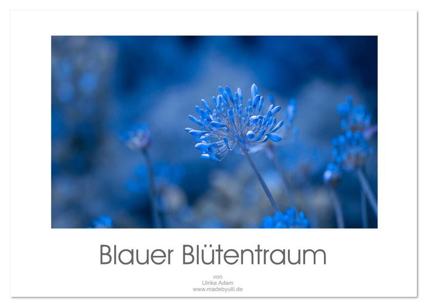 Blauer Blütentraum (Tischkalender 2026 DIN A5 quer) CALVENDO Monatskalender