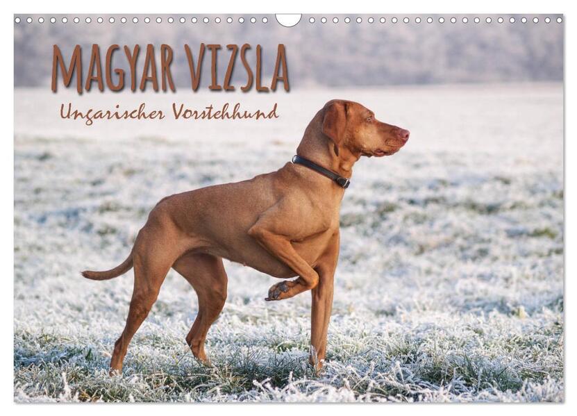 Magyar Vizsla - Ungarischer Vorstehhund (Wandkalender 2026 DIN A3 quer) CALVENDO Monatskalender