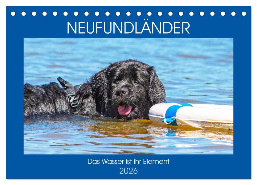 Neufundländer - Das Wasser ist ihr Element (Tischkalender 2026 DIN A5 quer) CALVENDO Monatskalender