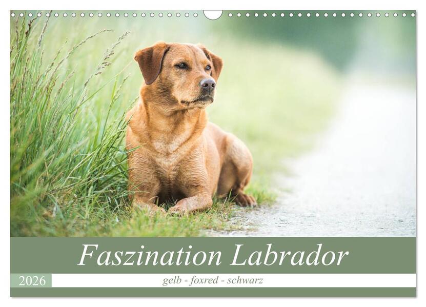 Faszination Labrador - gelb foxred schwarz (Wandkalender 2026 DIN A3 quer) CALVENDO Monatskalender