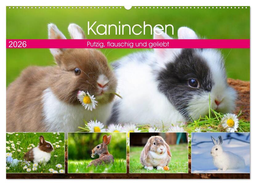 Kaninchen. Putzig flauschig und geliebt (Wandkalender 2026 DIN A2 quer) CALVENDO Monatskalender