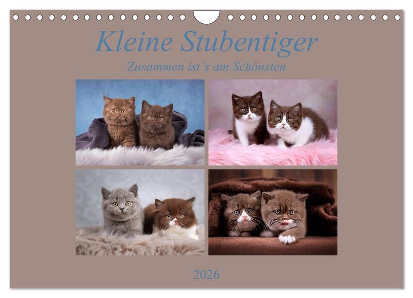 Kleine Stubenstiger (Wandkalender 2026 DIN A4 quer) CALVENDO Monatskalender