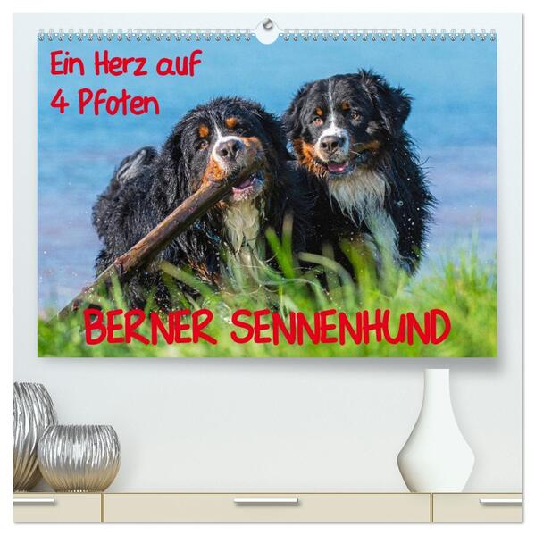 Ein Herz auf 4 Pfoten - Berner Sennenhund (hochwertiger Premium Wandkalender 2026 DIN A2 quer) Kunstdruck in Hochglanz