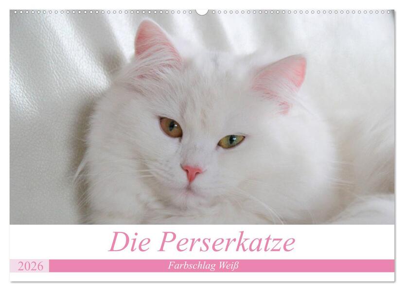 Die Perserkatze - Farbschlag Weiß (Wandkalender 2026 DIN A2 quer) CALVENDO Monatskalender
