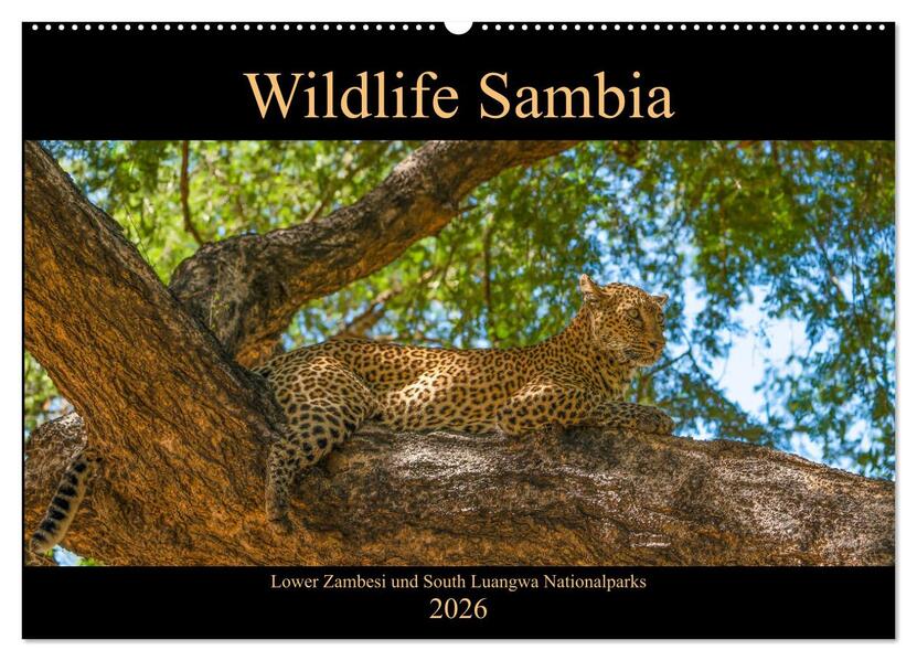 Wildlife Sambia (Wandkalender 2026 DIN A2 quer) CALVENDO Monatskalender