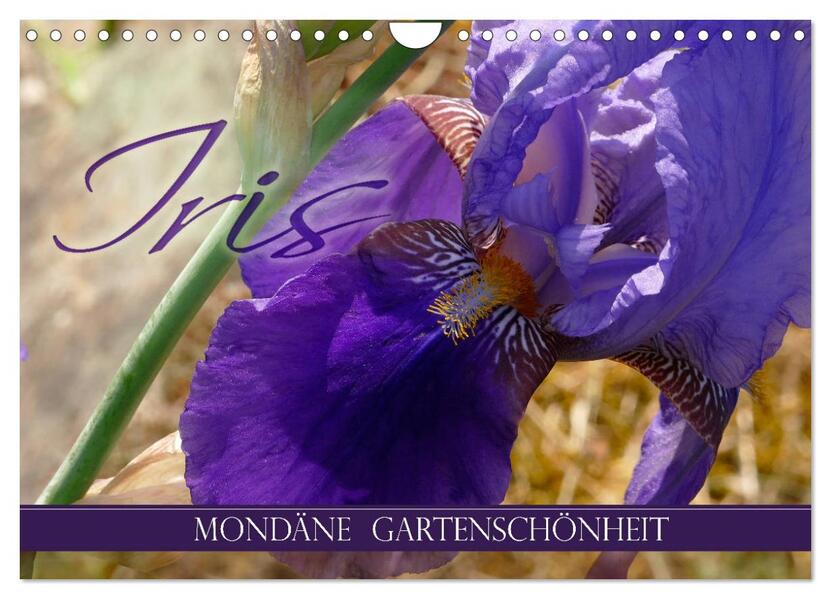 Iris - mondäne Gartenschönheit (Wandkalender 2026 DIN A4 quer) CALVENDO Monatskalender