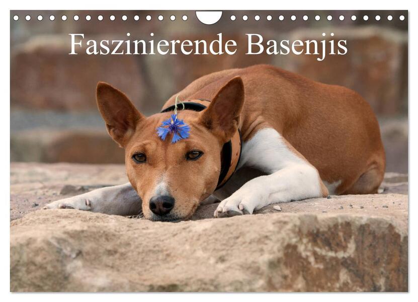 Faszinierende Basenjis (Wandkalender 2026 DIN A4 quer) CALVENDO Monatskalender