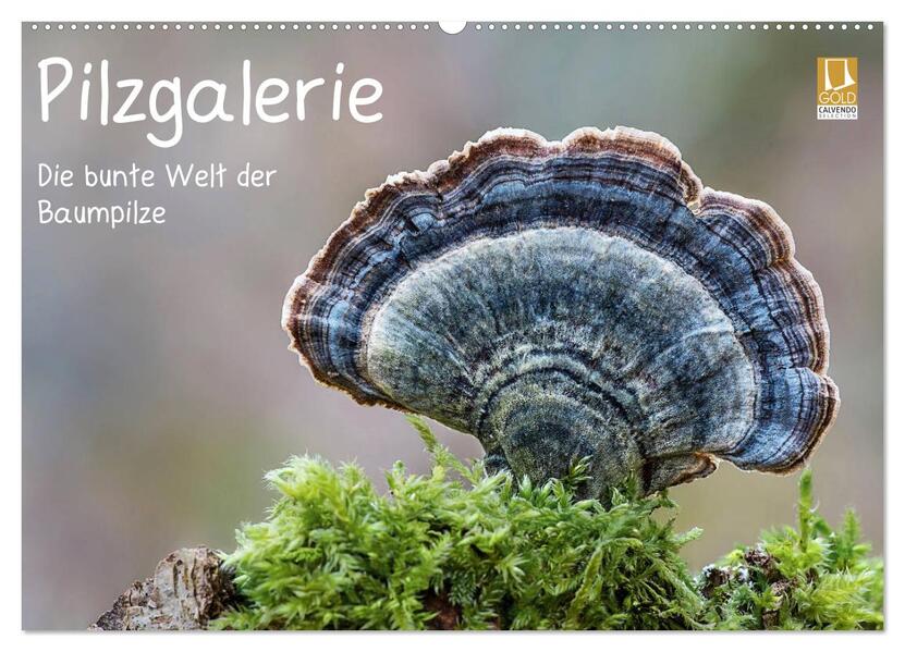 Pilzgalerie - Die bunte Welt der Baumpilze (Wandkalender 2026 DIN A2 quer) CALVENDO Monatskalender
