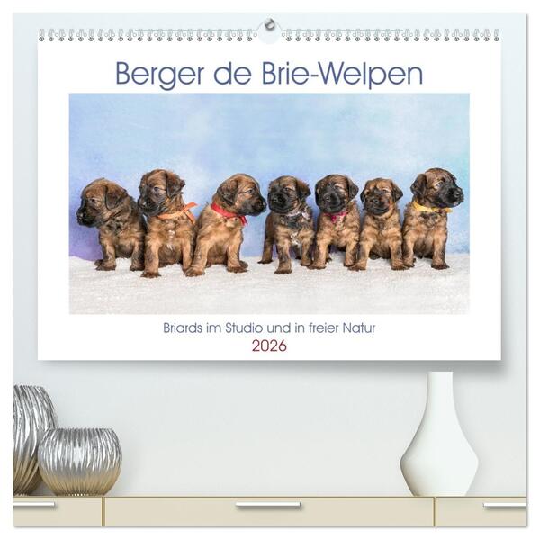 Berger de Brie - Welpen (hochwertiger Premium Wandkalender 2026 DIN A2 quer) Kunstdruck in Hochglanz