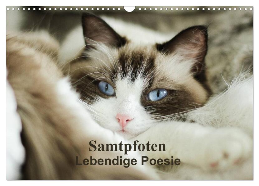 Samtpfoten Lebendige Poesie (Wandkalender 2026 DIN A3 quer) CALVENDO Monatskalender