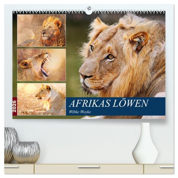 Afrikas Löwen 2026 (hochwertiger Premium Wandkalender 2026 DIN A2 quer) Kunstdruck in Hochglanz