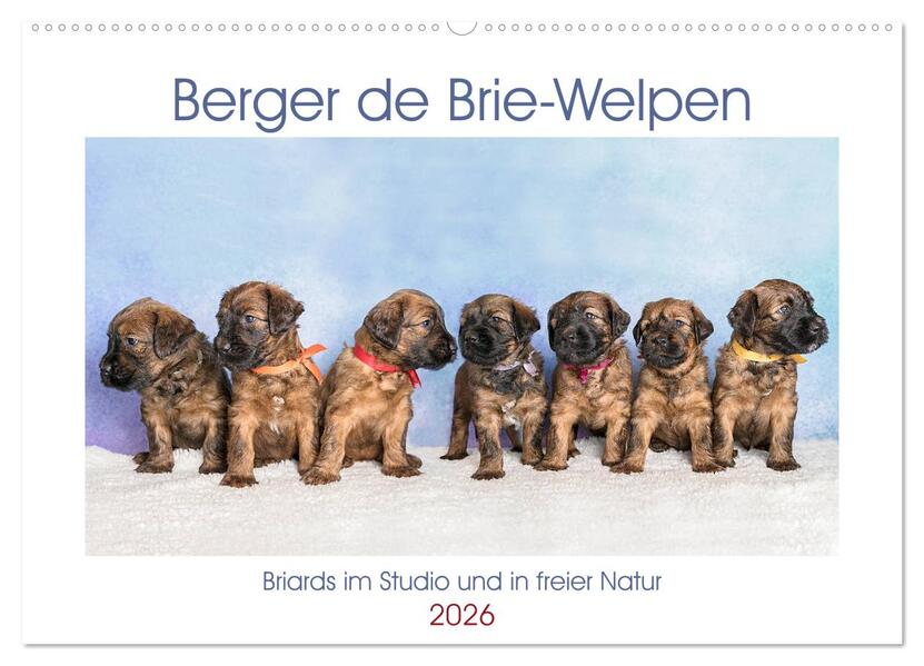 Berger de Brie - Welpen (Wandkalender 2026 DIN A2 quer) CALVENDO Monatskalender