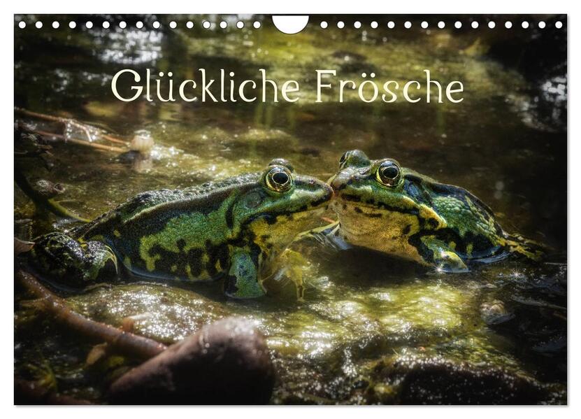 Glückliche Frösche (Wandkalender 2026 DIN A4 quer) CALVENDO Monatskalender