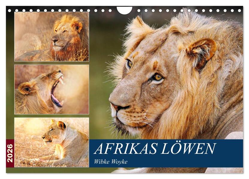 Afrikas Löwen 2026 (Wandkalender 2026 DIN A4 quer) CALVENDO Monatskalender