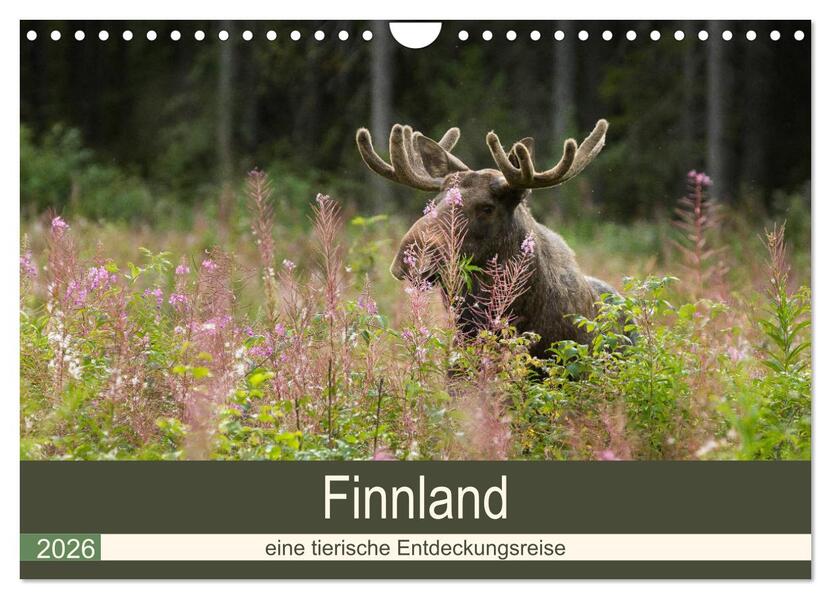 Finnland: eine tierische Entdeckungsreise (Wandkalender 2026 DIN A4 quer) CALVENDO Monatskalender