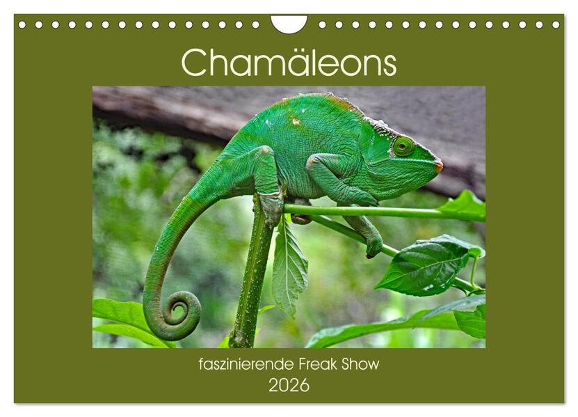Chamäleons - faszinierende Freak Show (Wandkalender 2026 DIN A4 quer) CALVENDO Monatskalender