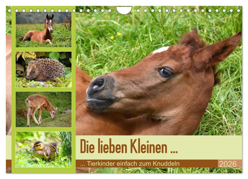 Die lieben Kleinen ... Tierkinder einfach zum Knuddeln (Wandkalender 2026 DIN A4 quer) CALVENDO Monatskalender