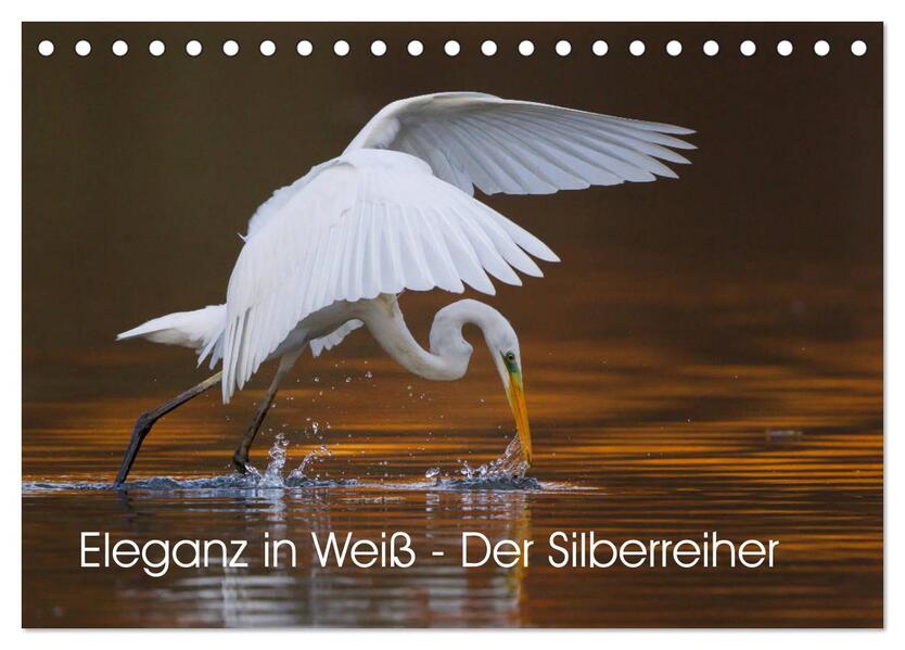 Eleganz in Weiß - Der Silberreiher (Tischkalender 2026 DIN A5 quer) CALVENDO Monatskalender