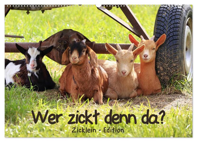 Wer zickt denn da? - Zicklein-Edition (Wandkalender 2026 DIN A2 quer) CALVENDO Monatskalender