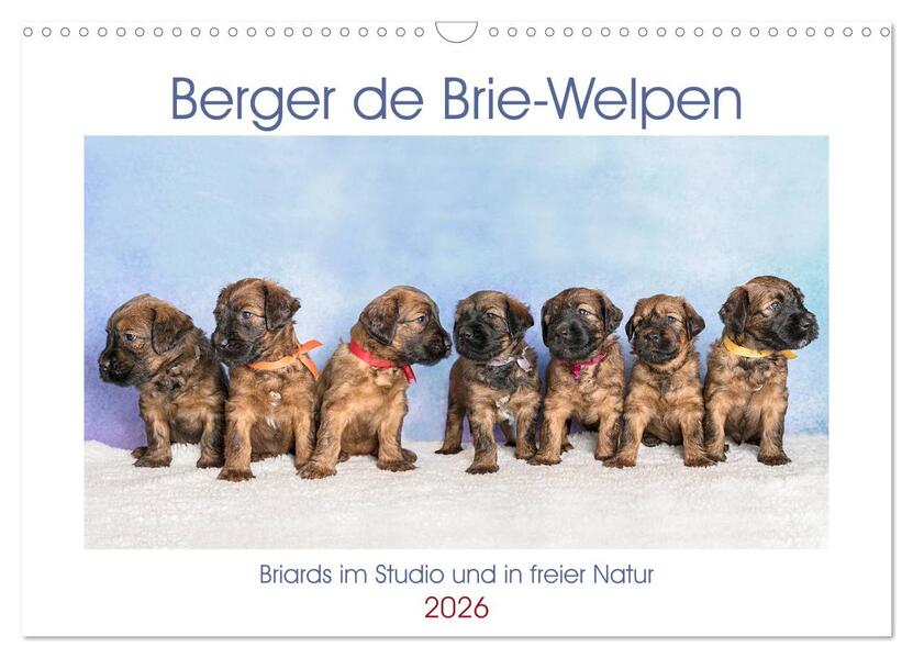 Berger de Brie - Welpen (Wandkalender 2026 DIN A3 quer) CALVENDO Monatskalender