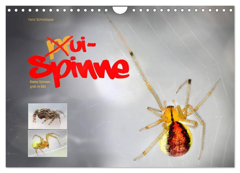 ui - Spinne. Kleine Spinnen - groß im Bild (Wandkalender 2026 DIN A4 quer) CALVENDO Monatskalender