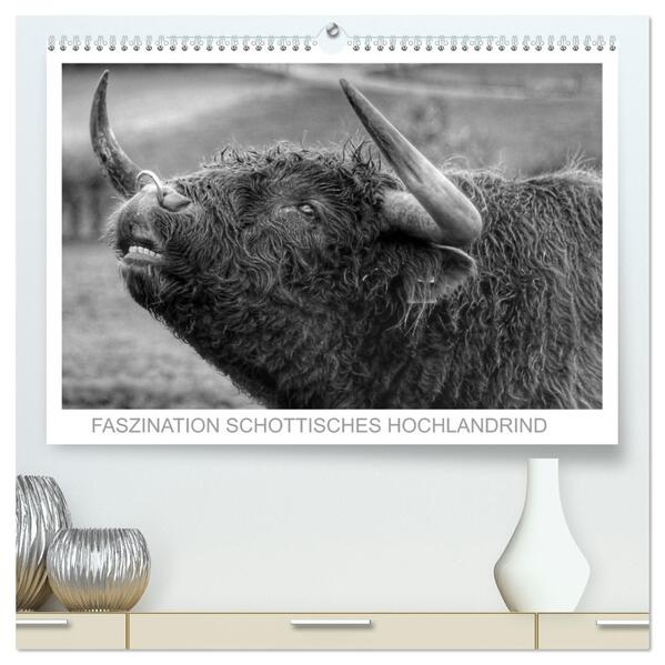 Faszination Schottisches Hochlandrind (hochwertiger Premium Wandkalender 2026 DIN A2 quer) Kunstdruck in Hochglanz