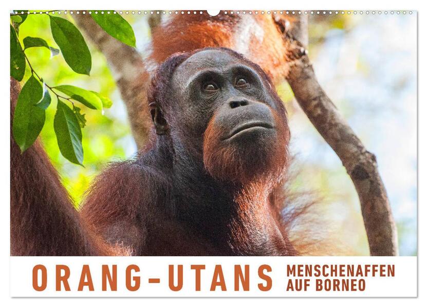 Orang-Utans Menschenaffen auf Borneo (Wandkalender 2026 DIN A2 quer) CALVENDO Monatskalender