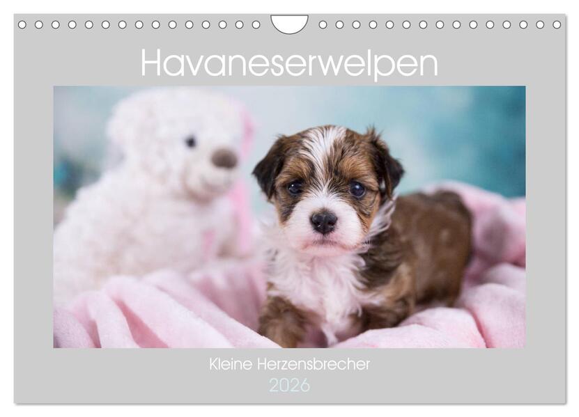 Havaneserwelpen - Kleine Herzensbrecher (Wandkalender 2026 DIN A4 quer) CALVENDO Monatskalender