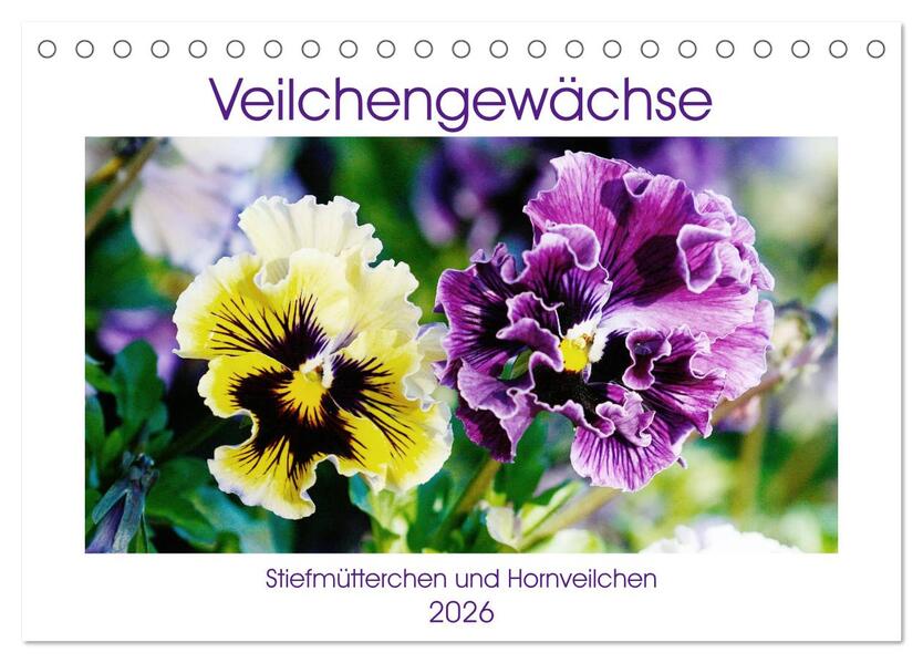 Veilchengewächse - Stiefmütterchen und Hornveilchen (Tischkalender 2026 DIN A5 quer) CALVENDO Monatskalender