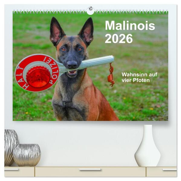 Malinois - Wahnsinn auf vier Pfoten (hochwertiger Premium Wandkalender 2026 DIN A2 quer) Kunstdruck in Hochglanz