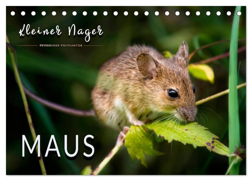 Kleiner Nager - Maus (Tischkalender 2026 DIN A5 quer) CALVENDO Monatskalender