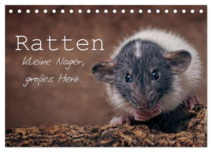 Ratten. Kleine Nager großes Herz. (Tischkalender 2026 DIN A5 quer) CALVENDO Monatskalender